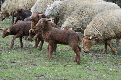 Gruppe Schafe mit Lämmer